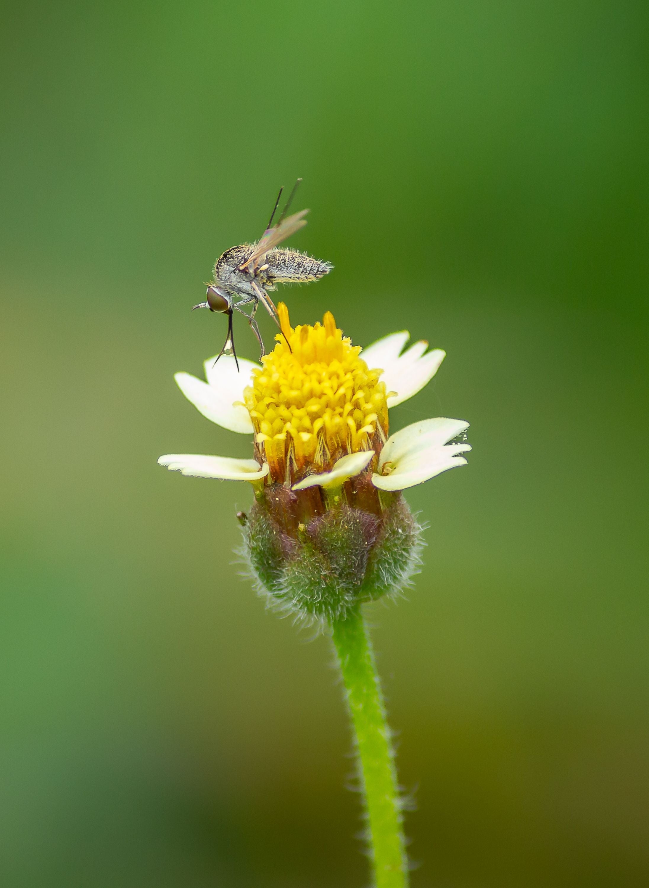 Natural Mosquito Repellent Options (and Where Our Room Spray Fits In)